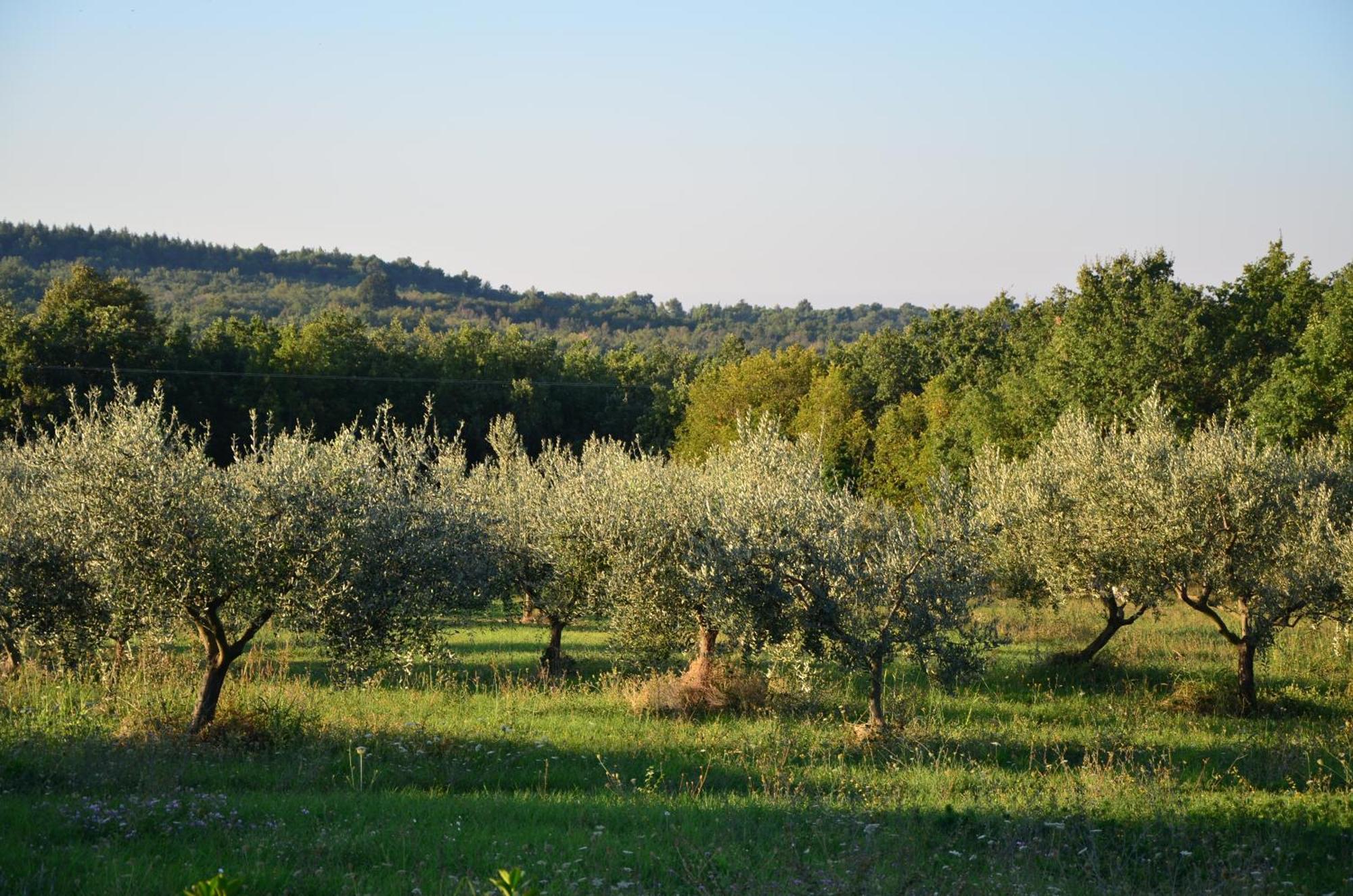 Villa Olivetta By Istrian Country Houses Barat  Exteriér fotografie
